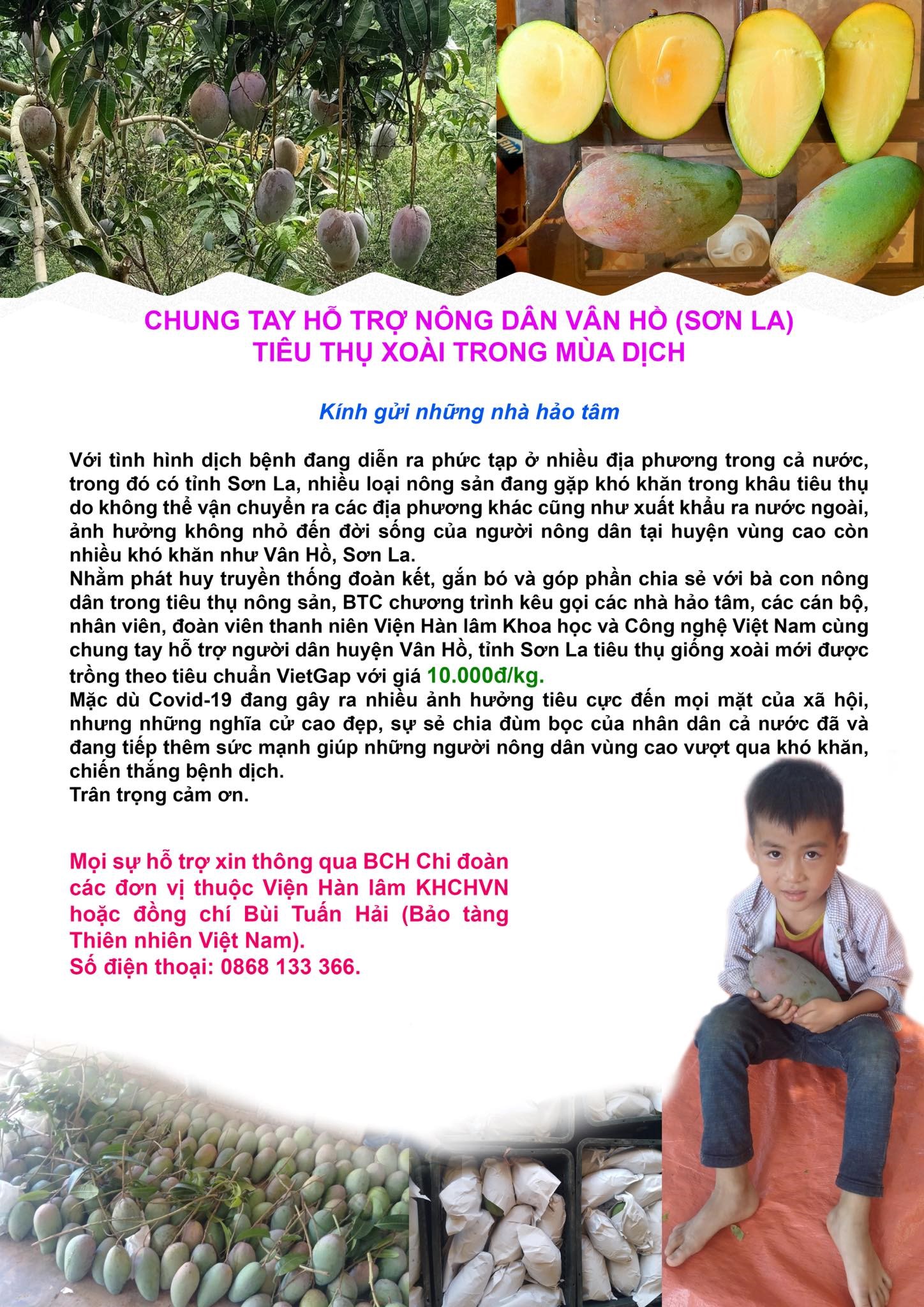 doan thanh nien vien hoa hoc huong ung hoat dong chung tay ho tro nong dan van ho son la tieu thu xoai trong mua dich 1