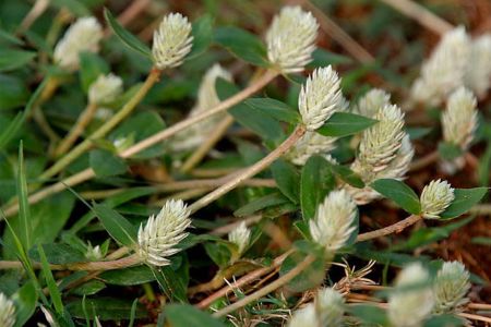 Từ cây Nở ngày đất đến chế phẩm hỗ trợ điều trị bệnh gút dựa trên bằng chứng khoa học